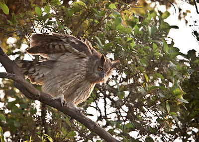 BUITEN BEELD Foto: 65722