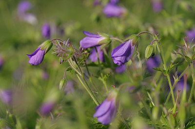 BUITEN BEELD Foto: 65737