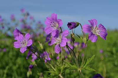 BUITEN BEELD Foto: 65741