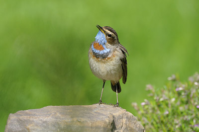 BUITEN BEELD Foto: 65794