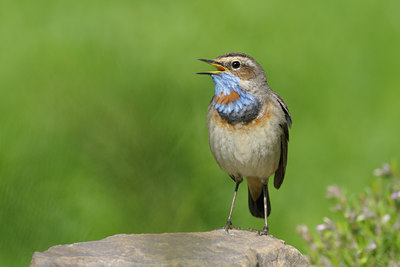 BUITEN BEELD Foto: 65796