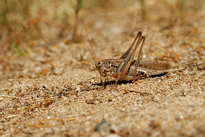 BUITEN BEELD Foto: 65802