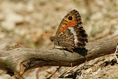 BUITEN BEELD Foto: 65805