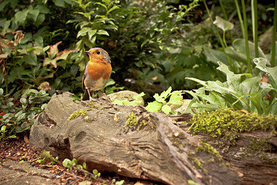 BUITEN BEELD Foto: 65813