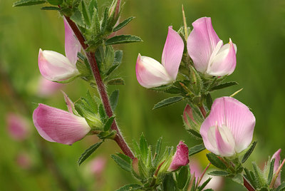 BUITEN BEELD Foto: 65823