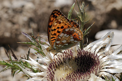 BUITEN BEELD Foto: 65861