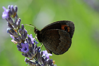 BUITEN BEELD Foto: 65862