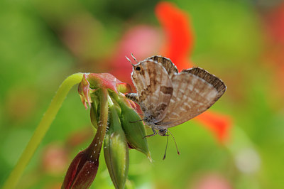 BUITEN BEELD Foto: 65875