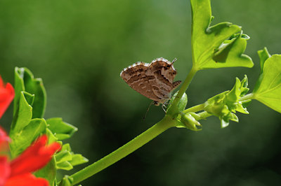 BUITEN BEELD Foto: 65877