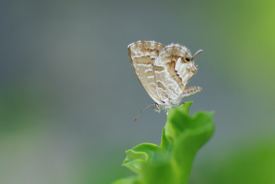 BUITEN BEELD Foto: 65878