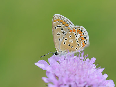 BUITEN BEELD Foto: 65883