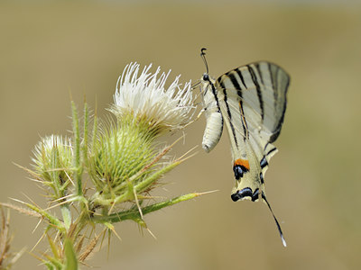 BUITEN BEELD Foto: 65895