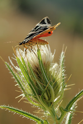 BUITEN BEELD Foto: 65905