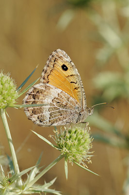 BUITEN BEELD Foto: 65906