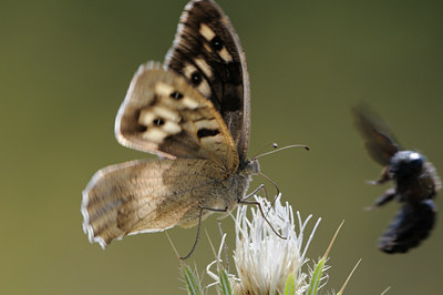 BUITEN BEELD Foto: 65908