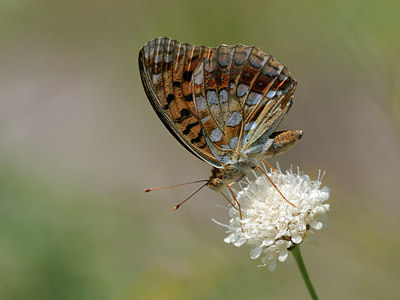 BUITEN BEELD Foto: 65912