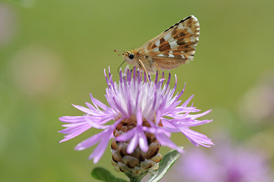 BUITEN BEELD Foto: 65918