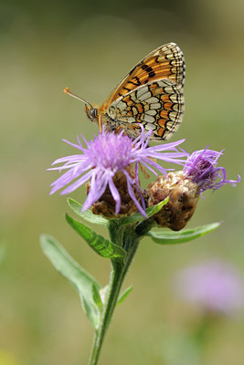 BUITEN BEELD Foto: 65919