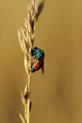 BUITEN BEELD Foto: 65922