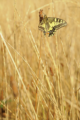 BUITEN BEELD Foto: 65925