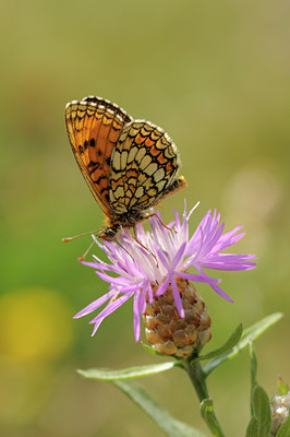 BUITEN BEELD Foto: 65927