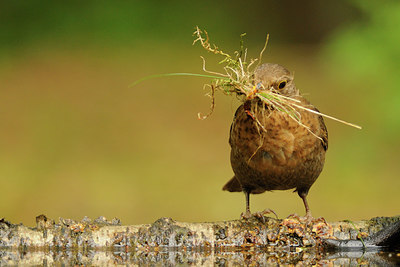 BUITEN BEELD Foto: 65963