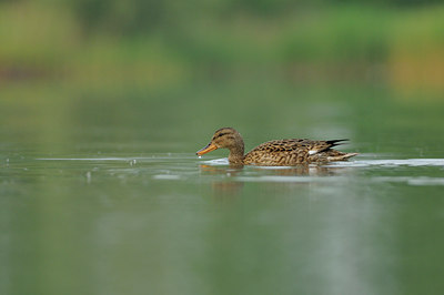 BUITEN BEELD Foto: 65964