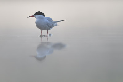 BUITEN BEELD Foto: 65966