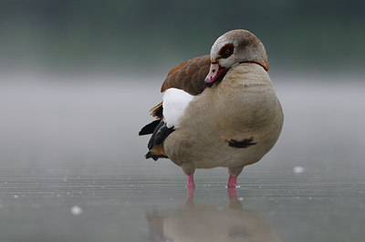 BUITEN BEELD Foto: 65967