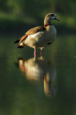 BUITEN BEELD Foto: 65971