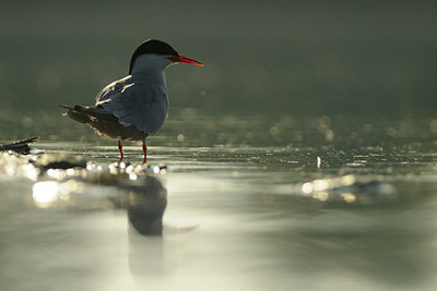 BUITEN BEELD Foto: 65973