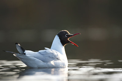 BUITEN BEELD Foto: 66018