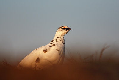 BUITEN BEELD Foto: 66027