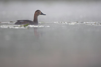 BUITEN BEELD Foto: 66028