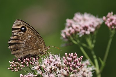 BUITEN BEELD Foto: 66051