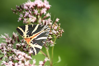 BUITEN BEELD Foto: 66054