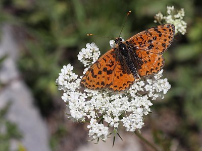 BUITEN BEELD Foto: 66065