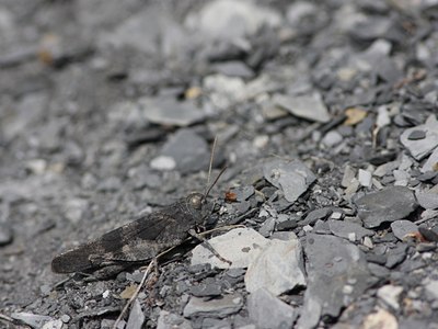 BUITEN BEELD Foto: 66068