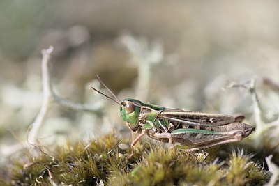 BUITEN BEELD Foto: 66074