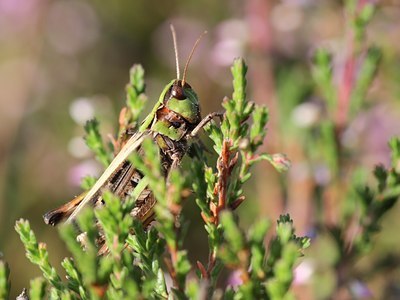 BUITEN BEELD Foto: 66076