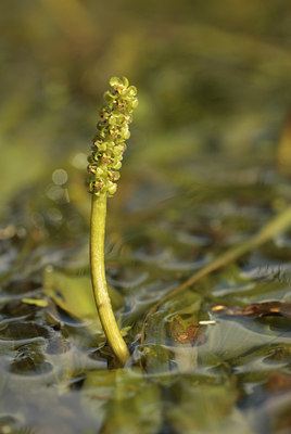 BUITEN BEELD Foto: 66077