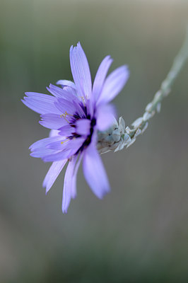 BUITEN BEELD Foto: 66122