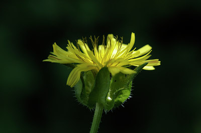 BUITEN BEELD Foto: 66126