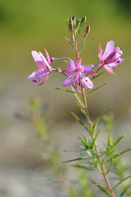 BUITEN BEELD Foto: 66129