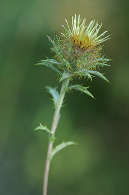BUITEN BEELD Foto: 66137