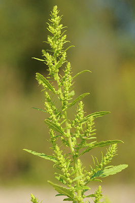 BUITEN BEELD Foto: 66145