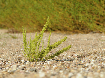 BUITEN BEELD Foto: 66147