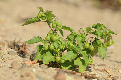 BUITEN BEELD Foto: 66150
