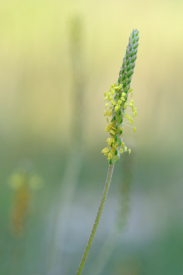 BUITEN BEELD Foto: 66156