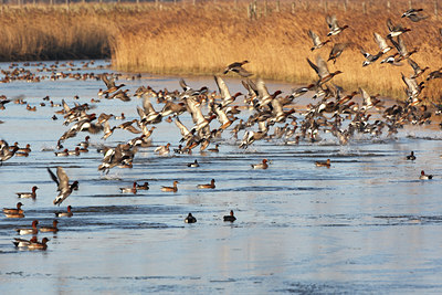 BUITEN BEELD Foto: 66238